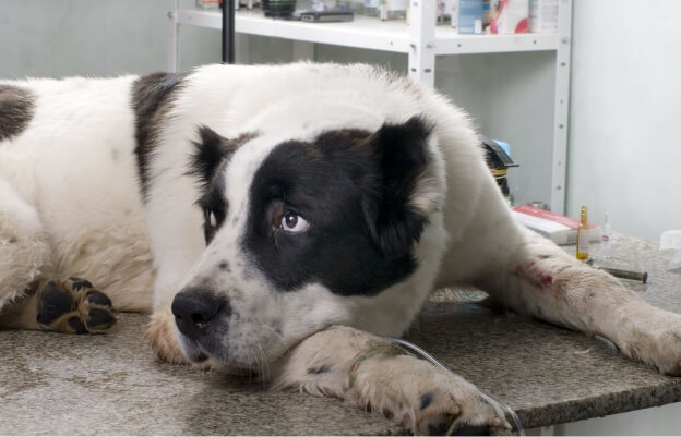 врач осматривает щенка среднеазиатской овчарки